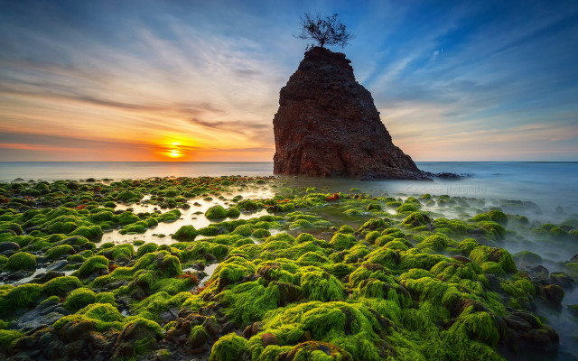 Rock formation tree ocean moss free wallpaper for desktop - medium preview image