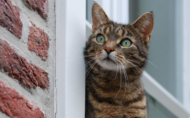 Green eyed cat window brick free wallpaper for desktop - medium preview image