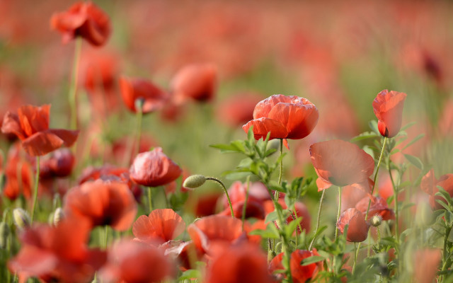 Red flower field bokeh blurry #2 free wallpaper for desktop - medium preview image