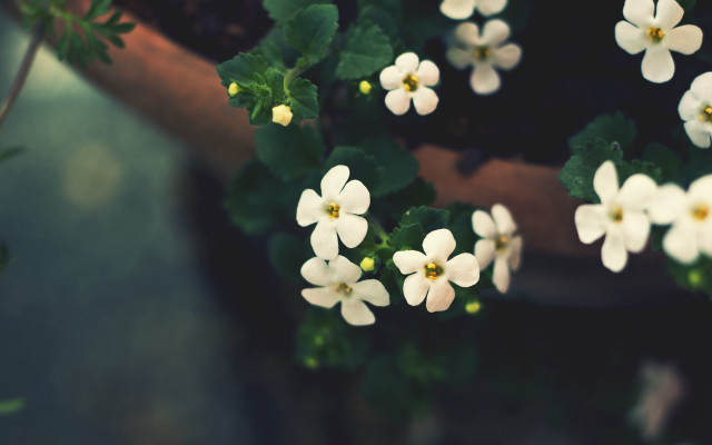 White flowers potted table green free wallpaper for desktop - medium preview image