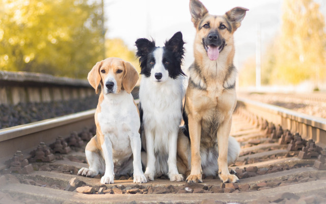 Three dogs train track panting free wallpaper for desktop - medium preview image