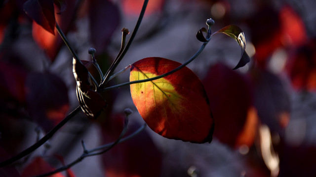 Red yellow leaf branch rich free wallpaper for desktop - medium preview image