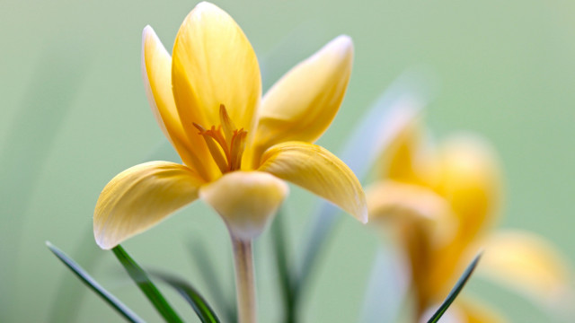 Yellow flower macro blurry background #3 free wallpaper for desktop - medium preview image