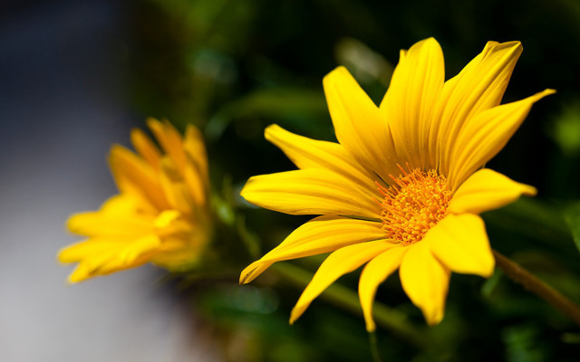 Yellow flower macro blurry background free wallpaper for desktop - medium preview image