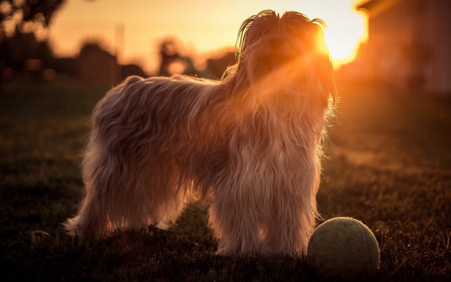 Dog grass ball sunset flame free wallpaper for desktop - medium preview image
