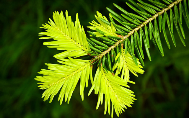 Pine branch green background blurry free wallpaper for desktop - medium preview image