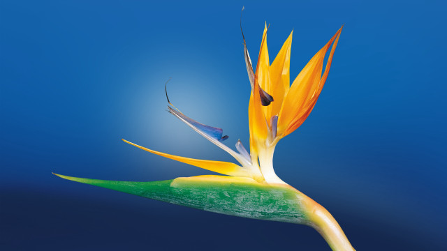 Bird of paradise blue sky free wallpaper for desktop - medium preview image