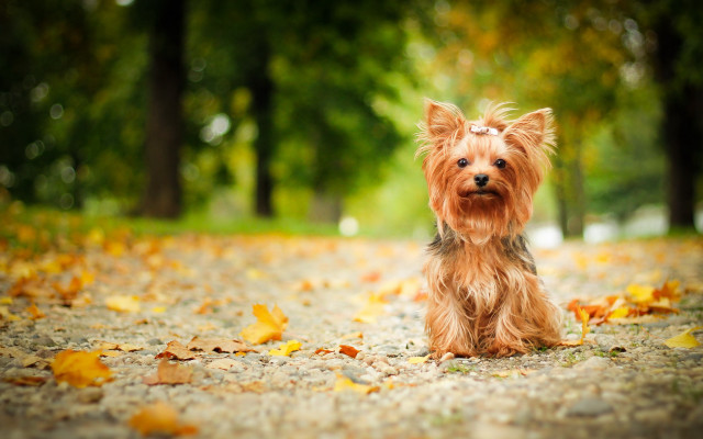 Small dog leafy road autumn free wallpaper for desktop - medium preview image