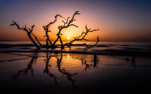 Silhouetted tree branch sunset beach free wallpaper for desktop - medium preview image