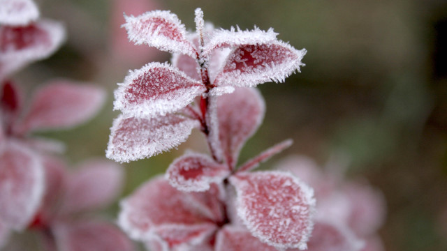Frosted plant macro winter blurry #2 free wallpaper for desktop - medium preview image