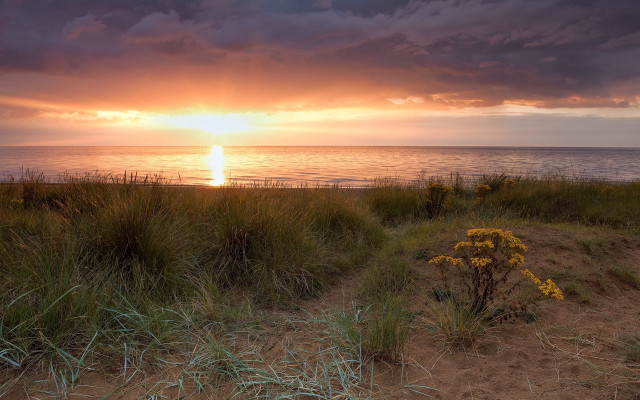 Sunset ocean grass flowers matte free wallpaper for desktop - medium preview image