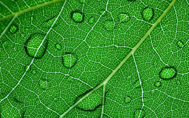 Green leaf water droplets macro #37 free wallpaper for desktop - medium preview image