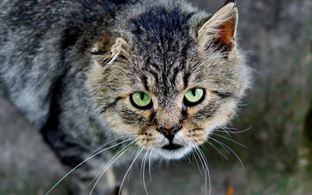 Green eyes cat macro neoplasticism free wallpaper for desktop - medium preview image