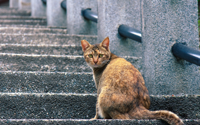 Cat stairs serious eyes cityscape free wallpaper for desktop - medium preview image