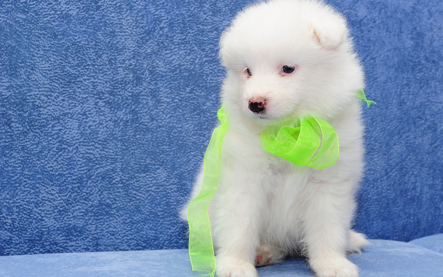 Small white dog green bow free wallpaper for desktop - medium preview image