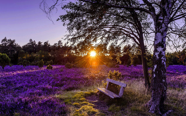 Bench purpleflowers sunset forest lensflare free wallpaper for desktop - medium preview image