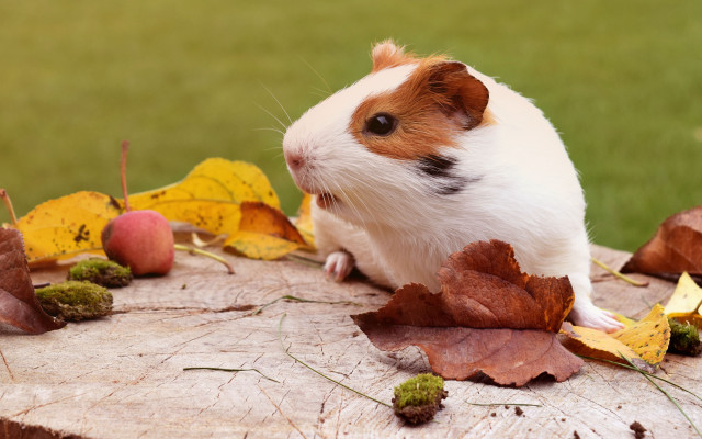 Hamster tree stump autumn leaves free wallpaper for desktop - medium preview image