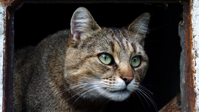 Cat green eyes window rusted free wallpaper for desktop - medium preview image