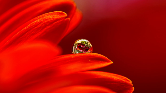 Flower diamond ring macro red free wallpaper for desktop - medium preview image