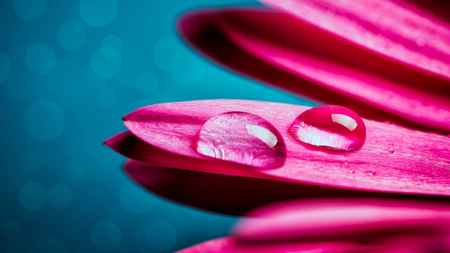 Pink flower water drops bokeh free wallpaper for desktop - medium preview image
