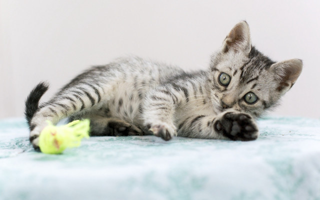 Kitten toy bed white wall free wallpaper for desktop - medium preview image