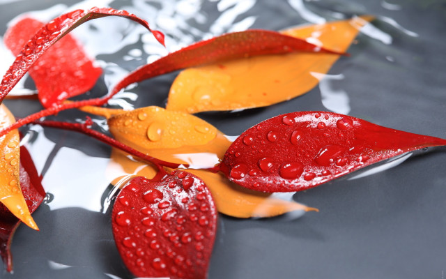 Red leaves water waterdrops yellow free wallpaper for desktop - medium preview image