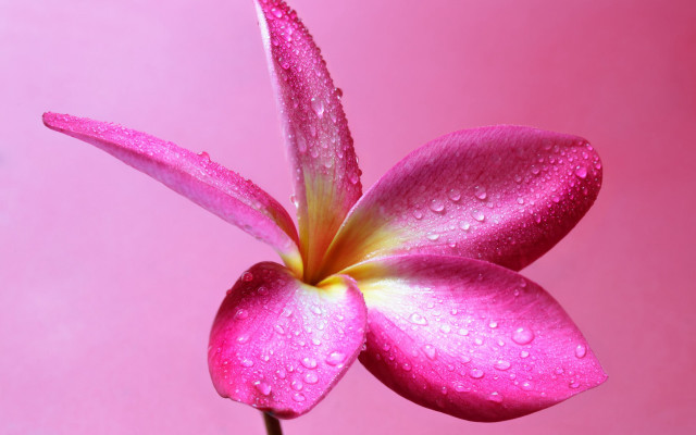 Pink flower water droplets macro #21 free wallpaper for desktop - medium preview image