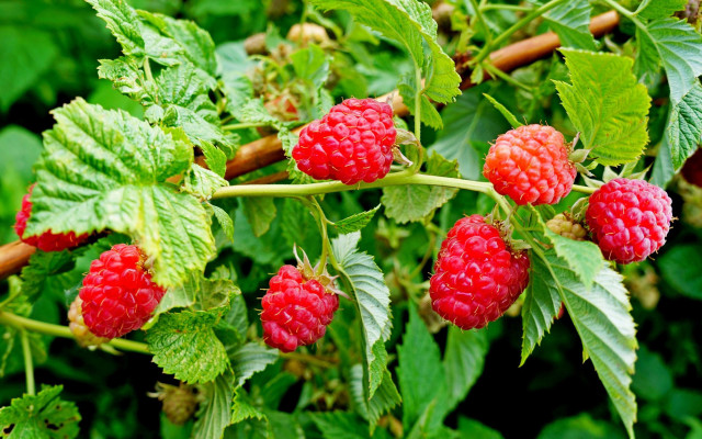 Raspberry bush green leaves red free wallpaper for desktop - medium preview image