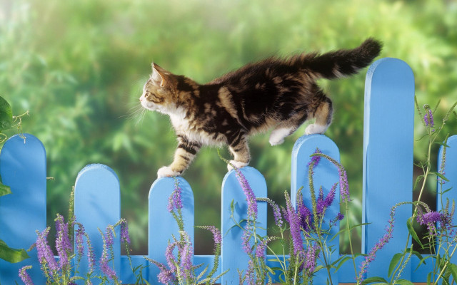 Cat fence purple flowers green free wallpaper for desktop - medium preview image