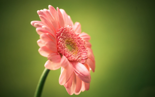 Pink flower green background macro free wallpaper for desktop - medium preview image