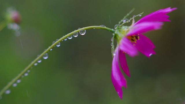 Pink flower water droplets macro #3 free wallpaper for desktop - medium preview image