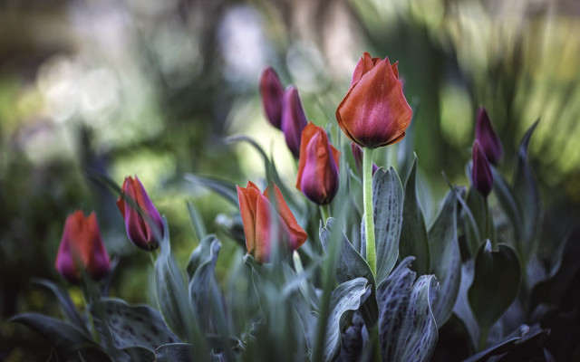 Red flowers grass blurry background free wallpaper for desktop - medium preview image