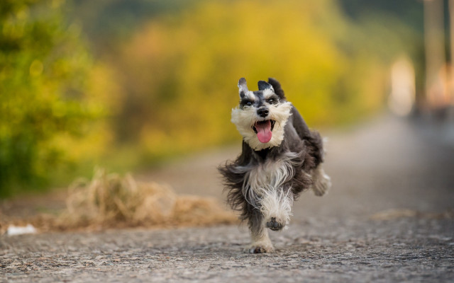 Dog running tongue out outdoors #2 free wallpaper for desktop - medium preview image