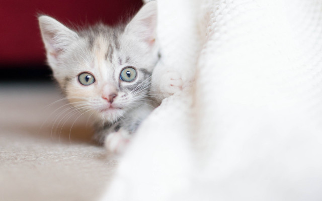Kitten peeking under blanket red free wallpaper for desktop - medium preview image
