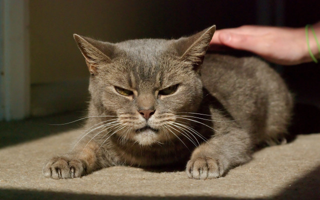 Cat petting floor superflat angry free wallpaper for desktop - medium preview image