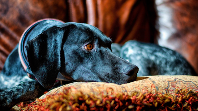 Black dog on couch autumn free wallpaper for desktop - medium preview image