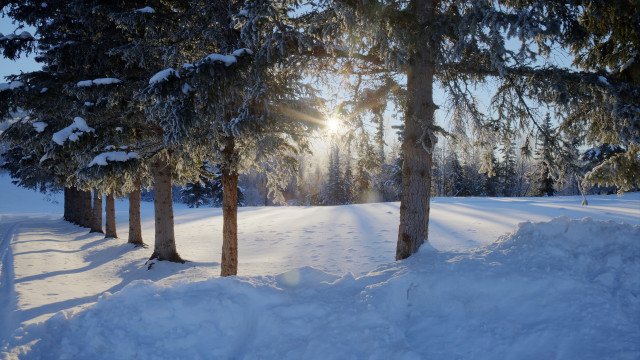 Snowy field trees sunshine matte free wallpaper for desktop - medium preview image