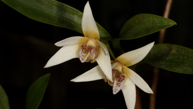 White flowers yellow centers green #3 free wallpaper for desktop - medium preview image