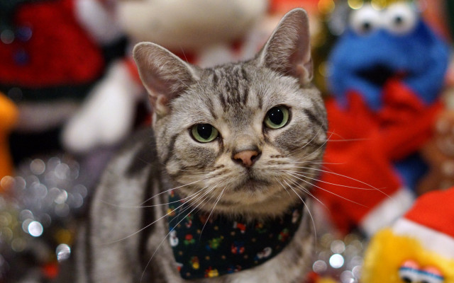 Cat bandana stuffed animals christmas free wallpaper for desktop - medium preview image