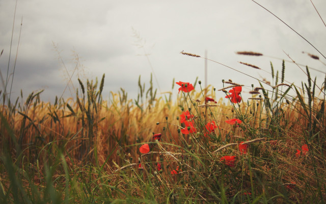 Red flowers wheat field clouds free wallpaper for desktop - medium preview image