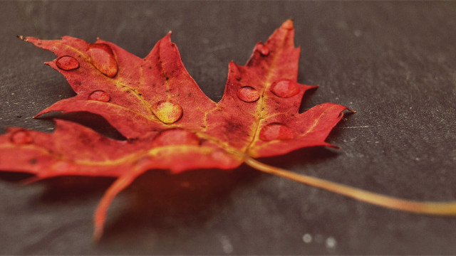 Red leaf water drops black free wallpaper for desktop - medium preview image