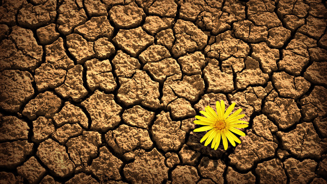 Yellow flower cracked dirt brown free wallpaper for desktop - medium preview image