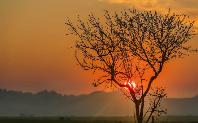 Tree sun clouds mountains forest free wallpaper for desktop - medium preview image