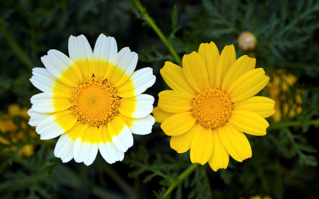 Yellow flower bloom bokeh nature free wallpaper for desktop - medium preview image