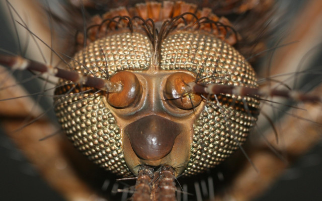 Bug face macro antipodeans blurry free wallpaper for desktop - medium preview image