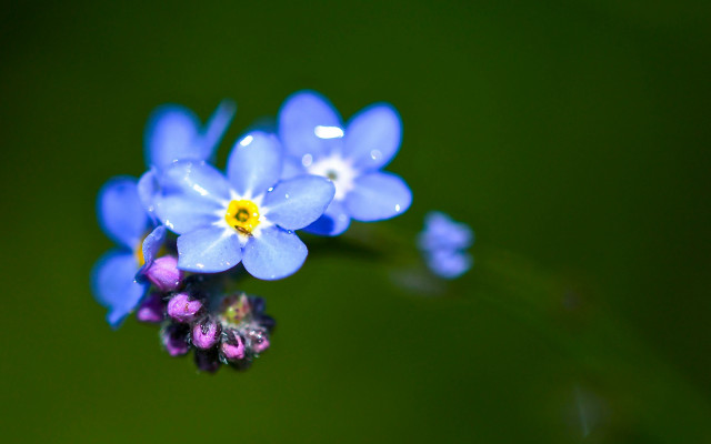 Blue flowers yellow purple green free wallpaper for desktop - medium preview image