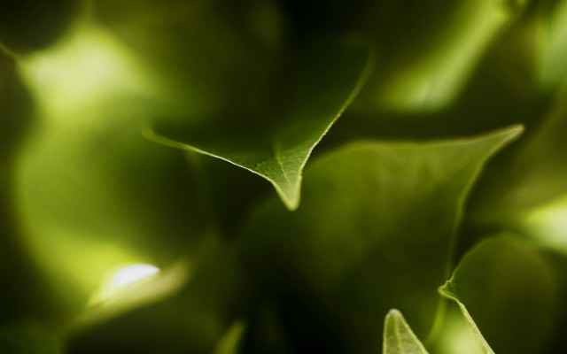 Green leaves closeup macro photorealism #2 free wallpaper for desktop - medium preview image