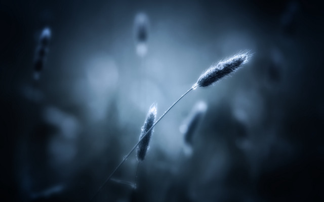 Blurry plant stem macro ocean free wallpaper for desktop - medium preview image