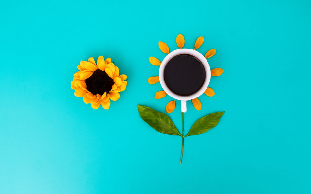 Coffee sunflower blue sky morning free wallpaper for desktop - medium preview image