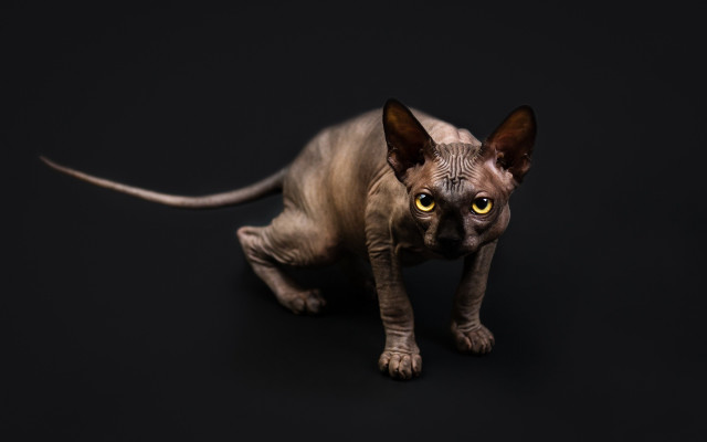 Hairless cat yellow eyes curious free wallpaper for desktop - medium preview image